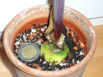 Hipp. Cybister Chico 30.01.10 (1).jpg