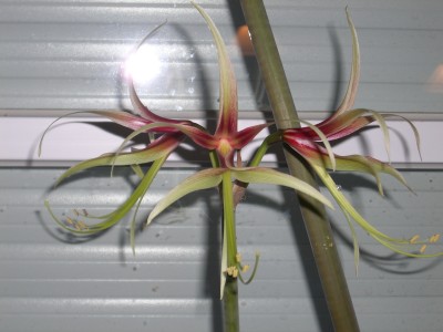 Hipp. Cybister Chico 30.01.10 .jpg