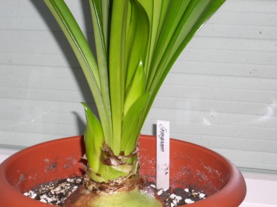 Hipp. Ebergreen 30.01.10 .jpg