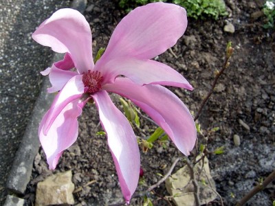 Purpurmagnolie - Magnolia liliiflora Susan.JPG