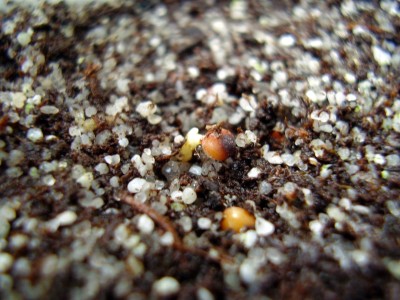 Tritonia florentiae.JPG