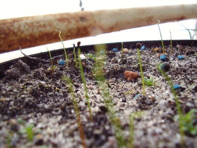 Allium cratericola.JPG