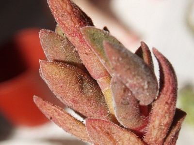 Packet von Harry 028 #6.jpg