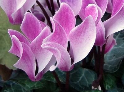 cyclamen.jpg