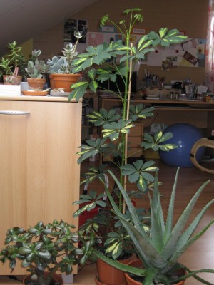 Bild 001_720x960.jpg