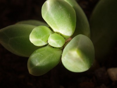 Pachyphytum Compactum 003.jpg