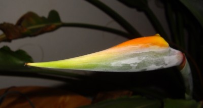 IMGP2471.JPG