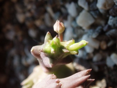 orbea variegata 008.jpg