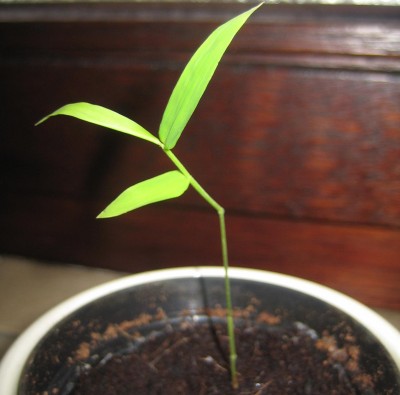 20100131_0001_3.JPG