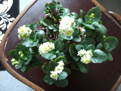 DSCF0376.JPG