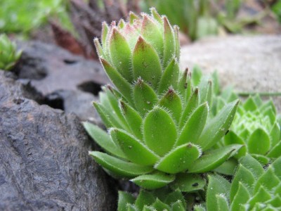 IMG_1064 Sempervivum.jpg
