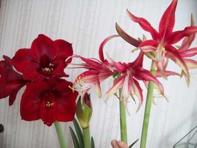 Benfica und Papilio.jpg