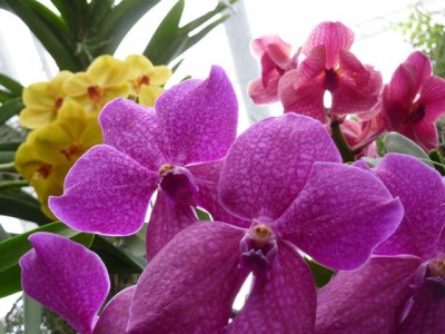 vanda pink1.jpg