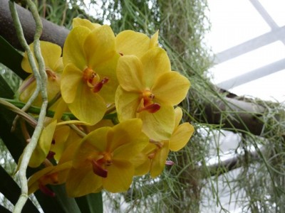 vanda yellow1.jpg