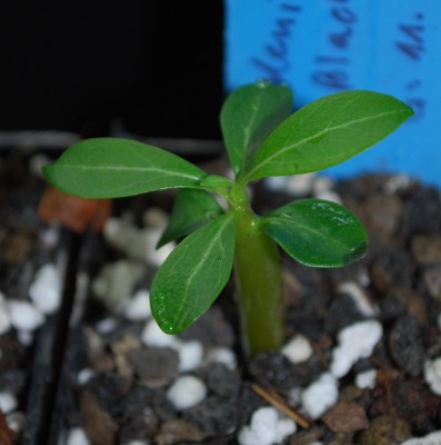 Adenium_obesum_BlackFire.jpg