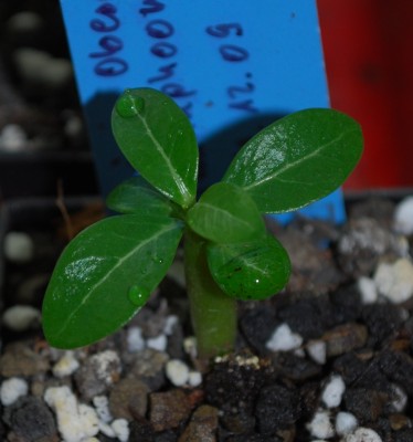 Adenium_obesum_SwanaphoomYellow.jpg