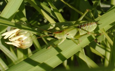 Grashüpf_Makro_0741.jpg