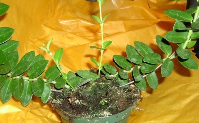 image206.jpg