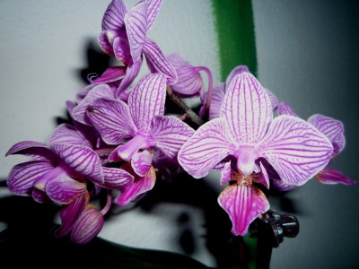 Mini Phal Blüten.JPG