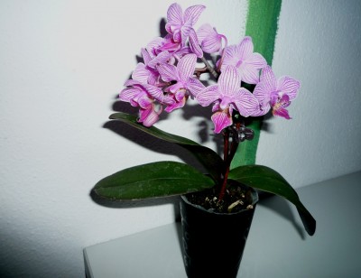 Mini Phal.JPG