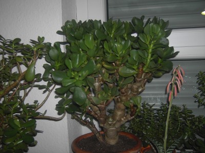 PICT1691.JPG