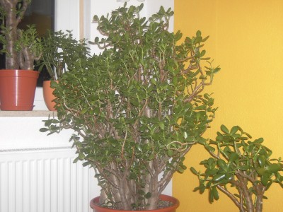 PICT1694.JPG