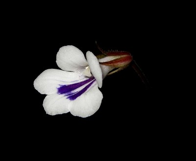 Chirita tamiana.jpg