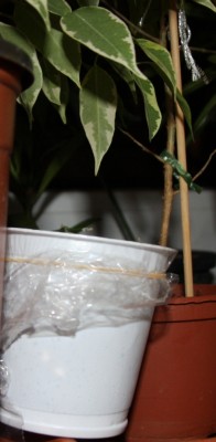 Aussaatbox - Adansonia digitata.jpg