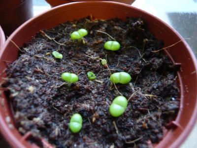 2.02.10 Echter Tigerrachen (und andere).JPG