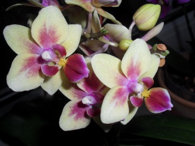 SDC12469_Bildgröße ändern.JPG