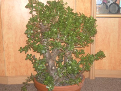 PICT1725.JPG