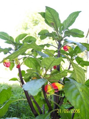 100_0355.jpg
