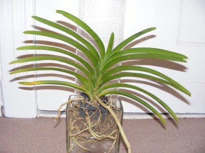 Vanda.JPG