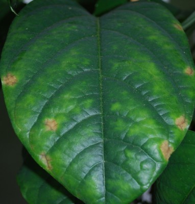 Blatt_Quadrangularis_fleckig_1.jpg