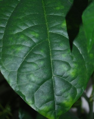 Blatt_Quadrangularis_fleckig.jpg