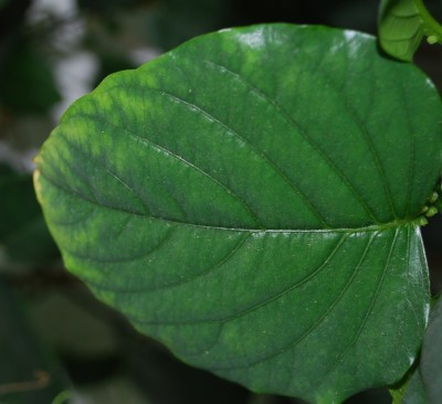 Blatt_Macrocarpa_fleckig.jpg