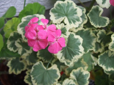 DSCF9273.JPG