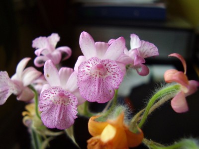 Calanthe cardioglossa (3).JPG