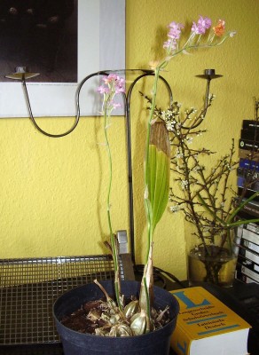 Calanthe cardioglossa.JPG