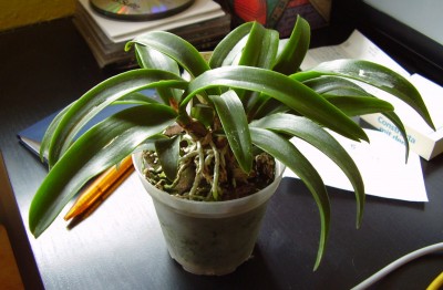 Bishopara-Cattleytonia-Hawkinsara Lisa Hasegawa.JPG