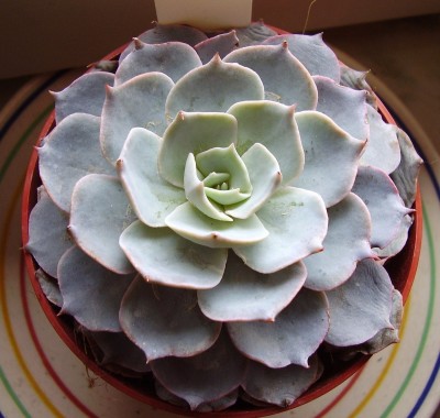 Echeveria 2010-3 (2).JPG