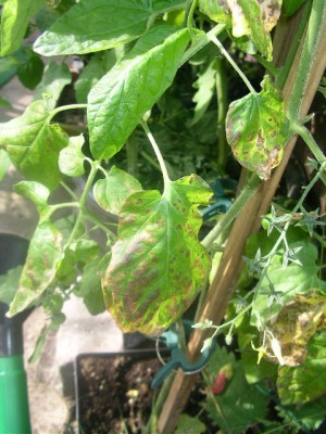 Warum sollten Tomaten nicht nass werden? · Pflanzen & Botanik · GREEN24  Pflanzen & Garten Forum