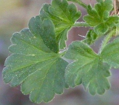 rätsel 100205.jpg