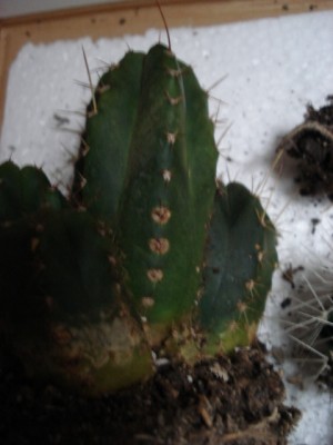 San_Pedro_Befall5.JPG