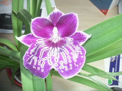 Miltonia 2.jpg