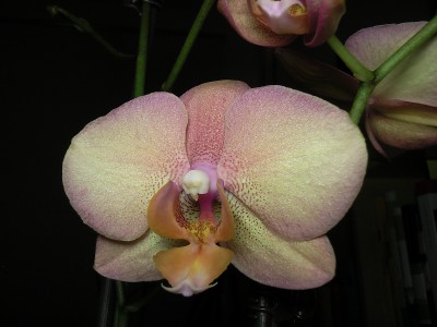 Orchi für meine mama zum burtseltag.jpg