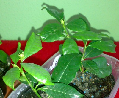 2010 gardenie-steckis2.jpg