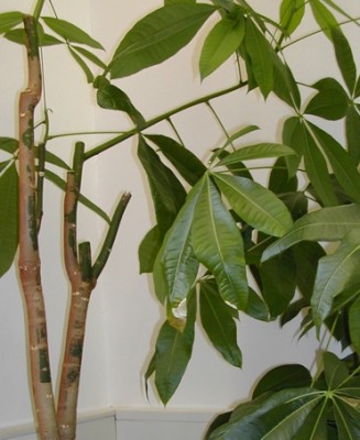 Schefflera.jpg