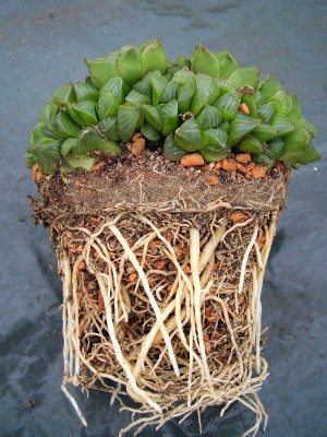Haworthia mirabilis (4).JPG
