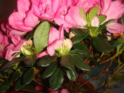 DSC02029 (Large).JPG